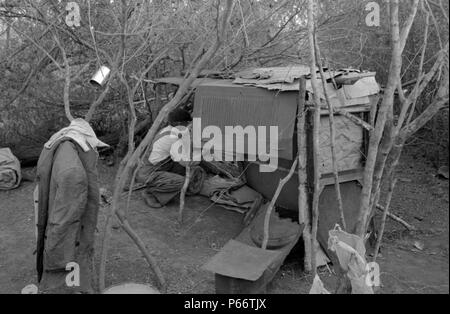 White migrant worker living in camp with two other men, working on lean-to which is to be his sleeping quarters. Near Harlingen, Texas 1939 Stock Photo
