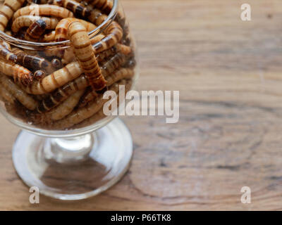 A group of super or giant worms crawl inside small brandy glass over dark wooden surface used as background in exotic pet food, insect, Halloween, celebration, decoration, scary, and haunting concepts Stock Photo