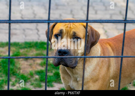 purebred big brown South-African massive dog species Boerboel. Stock Photo