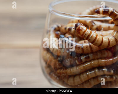 A group of super or giant worms crawl inside small brandy glass over dark wooden surface used as background in exotic pet food, insect, Halloween, celebration, decoration, scary, and haunting concepts Stock Photo