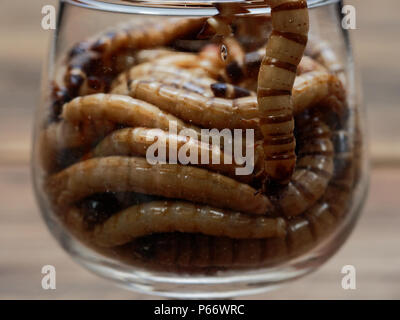 A group of super or giant worms crawl inside small brandy glass over dark wooden surface used as background in exotic pet food, insect, Halloween, celebration, decoration, scary, and haunting concepts Stock Photo