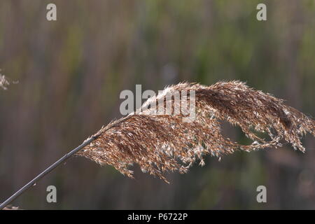 Reed seed head Stock Photo: 43541288 - Alamy