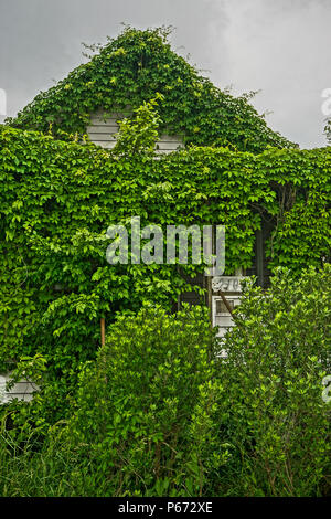Greenbackville, Virginia, USA: An abandoned house covered with ivy near the waterfront in Greenbackville, Accomack County, Virginia. Stock Photo