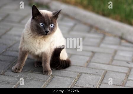 Surprised and frightened Siamese cat sitting on a tile in the yard Stock Photo