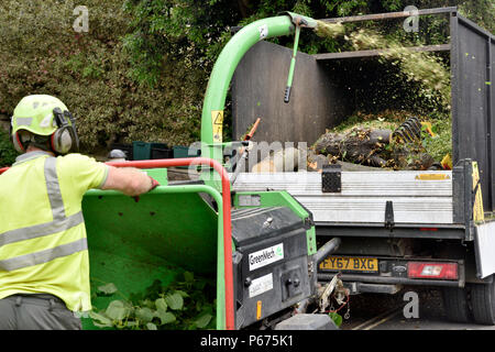 Workman feeding branches and leaves into professional GreenMach wood shredder blowing the chips into back of van Stock Photo