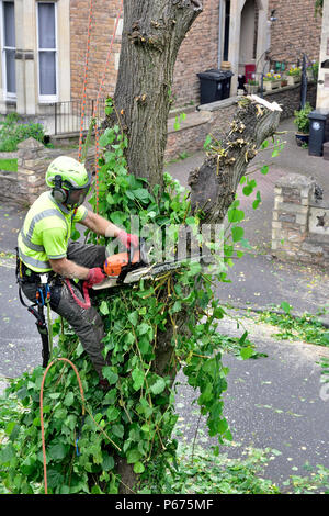 Tree surgeon roped up on trunk of lime tree with protective safety gear and chainsaw trimming branches before cutting tree down