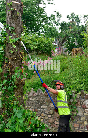 Tree surgeon trimming branches by hand saw off lime tree which is being prepared for felling Stock Photo