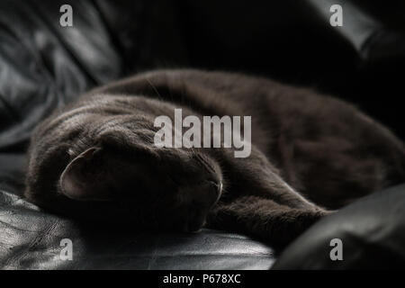 Gray cat sleeping on a black leather armchair Stock Photo