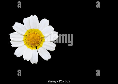 Daisy flower isolated on black Stock Photo