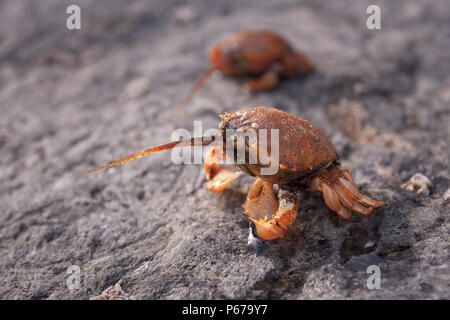 Masked crab - Corystes cassivelaunus Stock Photo