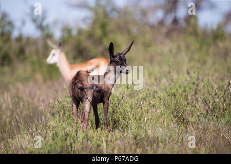 Springbok (Antidorcas marsupialis) antelope baby black morph in the wild Mokala National Park, South Africa Stock Photo