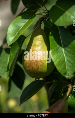 Growing pears on a branch.Pears on tree in fruit garden.Group of ripe healthy yellow and green pears growing on the branch of a pear tree in a orchard