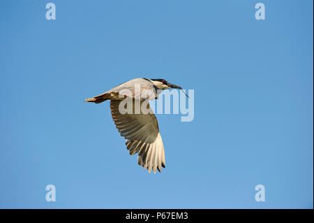 Black-crowned Night Heron (Nycticorax nycticorax) in flight carrying a nest stick -  Jocotopec, Jalisco, Mexico Stock Photo