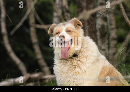 Australian Shepherd Dog Cane Pastore Australiano A beautiful dog Australian shepherd dos family happy dog smiling tongue out white and brown fur lovel Stock Photo