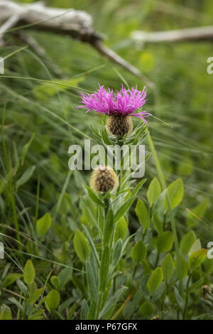 Purple Wild Flowers Stock Photo - Alamy