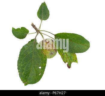 Seriously unwell apple tree. Fruit brown and split, yellow spots on leaves. Scab.. Stock Photo
