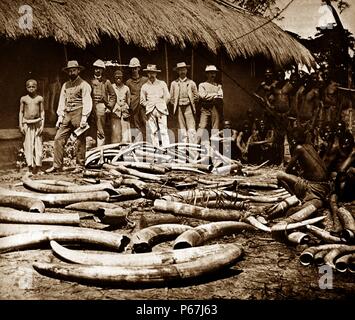 Belgian colonial period Congo. Africa became a centre for ivory hunting from elephants killed for sport;   or ivory 1900 Stock Photo