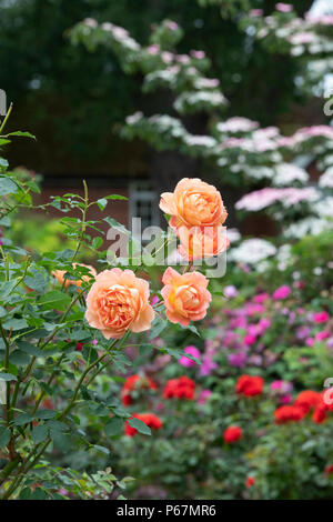 Rosa 'Lady of Shalott' / Ausnyson. English Shrub Rose 'Lady of Shalott', Stock Photo