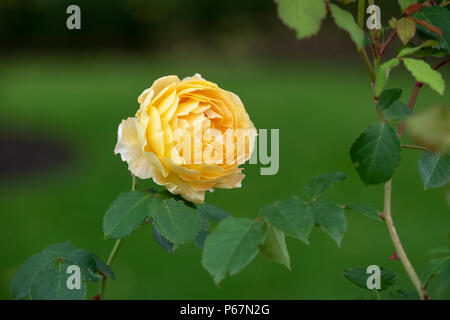 Rosa Molineux / Ausmol. English Shrub Rose Stock Photo
