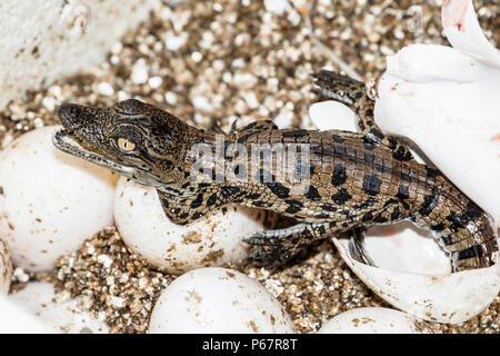 Baby Nile Crocodile - Crocodylus Niloticus - very tired hatchling newly emerged from shell. Stock Photo