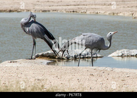 Two endangered Blue Cranes - Anthropoides Paradiseus - by waterhole in Etosha National Park. Stock Photo