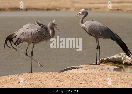 Two endangered Blue Cranes - Anthropoides Paradiseus - displaying by waterhole in Etosha National Park. Stock Photo