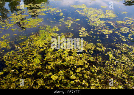 Algal bloom green algae in a freshwater lake Stock Photo