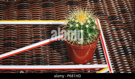 Cactus in a red flowerpot and drink sticks on a fancy wicker background. Flowering cactus in a bright vegetable composition as conceptual picture Stock Photo