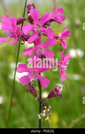 Catchflies (Silene Viscaria/ Lychnis viscaria) flowers Stock Photo