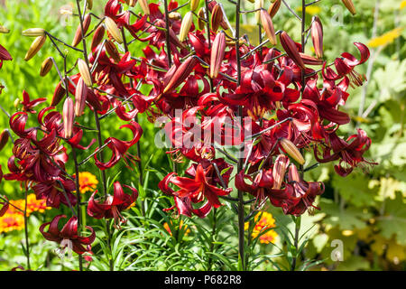 Asiatic Lily, Lilium ' Red Velvet ', asiatic lilies Stock Photo