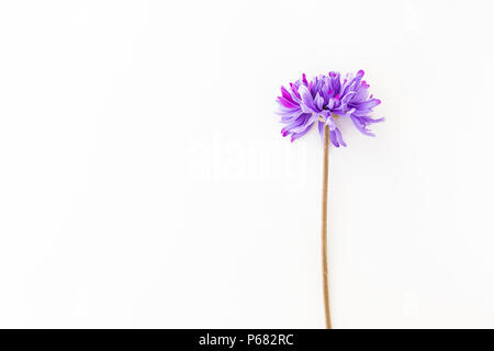 A Dandelion isolated on white background Stock Photo