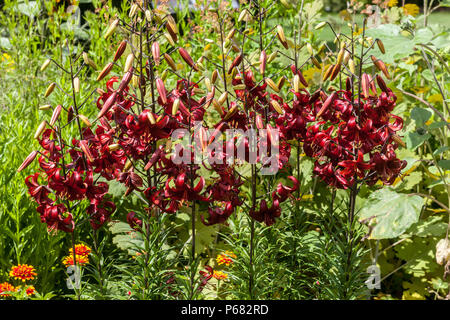 Asiatic Lily, Lilium ' Red Velvet ', Lilies Stock Photo