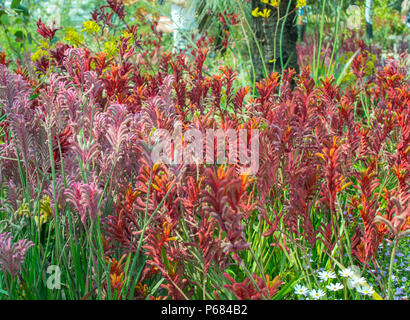 Kangaroo Paw Plant Stock Photo