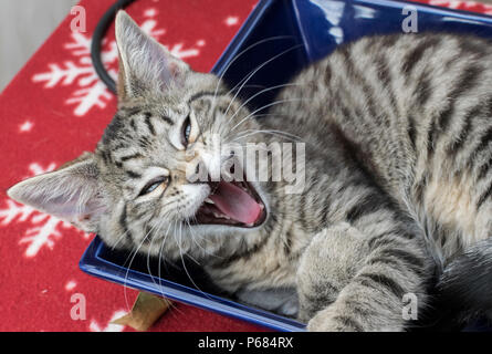 Kitten yawning Stock Photo
