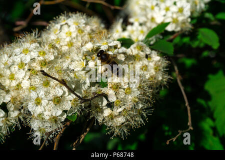 bee collects nectar of white spiraea inflorescence Stock Photo