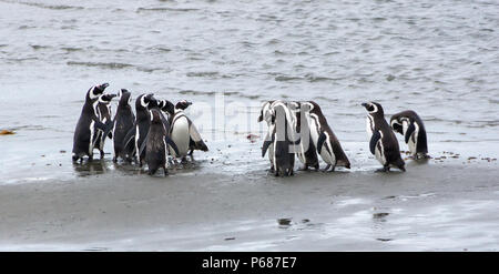 Group of Magellanic penguins on the coast of the ocean in Patagonia, Chile.Magellanic penguin (Spheniscus magellanicus) is a South American penguin, b