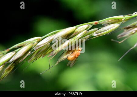 Drosophila Melanogaster   -   Fruit Fly in orange in nature Stock Photo