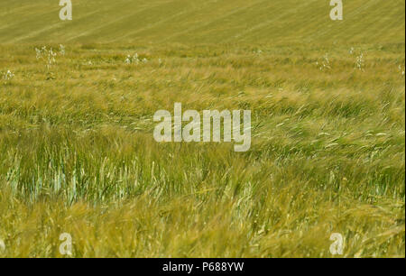 Brighton UK 28th June 2018  - A field of wheat blows in the breeze ion the South Downs just north of Brighton as the heatwave continues throughout Britain Credit: Simon Dack/Alamy Live News Stock Photo