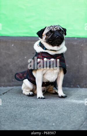 Edinburgh, Scotland, UK. 28th June, 2018. Cast and crew attend a special screening of Patrick at the Edinburgh International Film Festival.  Directed by Maddie Fletcher it stars Beattie Edmondson  Pictured: Harley the dog Credit: Rich Dyson/Alamy Live News Stock Photo