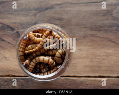 A group of super or giant worms crawl inside small brandy glass over dark wooden surface used as background in exotic pet food, insect, Halloween, celebration, decoration, scary, and haunting concepts Stock Photo