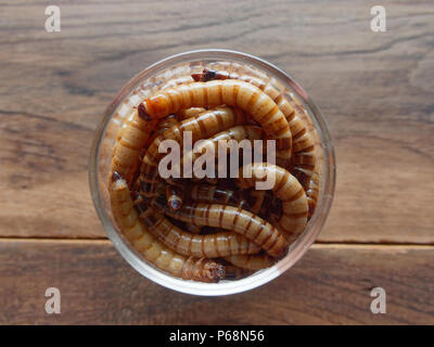 A group of super or giant worms crawl inside small brandy glass over dark wooden surface used as background in exotic pet food, insect, Halloween, celebration, decoration, scary, and haunting concepts Stock Photo