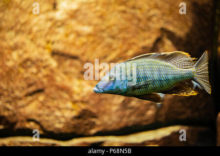 Ciclid fish (Fossorochromis rostratus) in the water Stock Photo