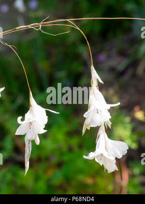 Pendant midsummer flowers of the white form of the South African angel's fishing rod, Dierama pulcherrimum 'Guinevere' Stock Photo