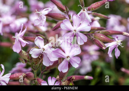 Saponaria 'Max Frei' Soapwort flower Stock Photo