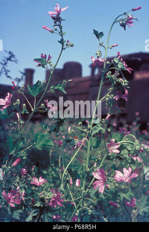 Wild flowers proliferate whenever there is rusting metal and the locomotive graveyard at Thessaloniki in Greece is no exception. These Greek Railways  Stock Photo