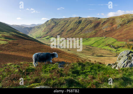 A Herdwick Sheep on Beda Fell with the Boredale Valley and Place Fell beyond in the Lake District National Park, Cumbria, England. Stock Photo