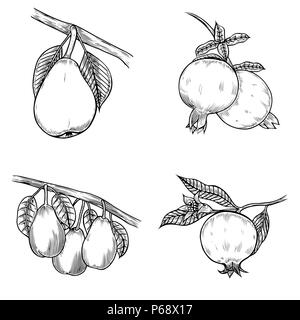 Pomegranate and pear hand drawn illustration. isolated on beige Stock Photo