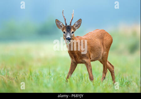 Wild roe buck standing in a field and eating weed Stock Photo