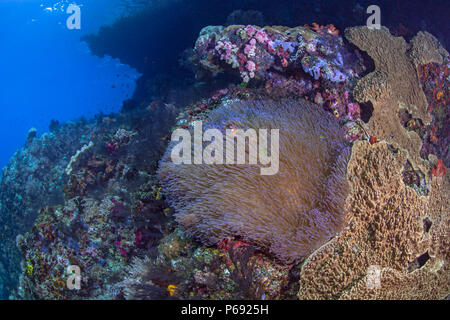 Coral reef with large carpet anemone thrives under cap of a mushroom island. Stock Photo