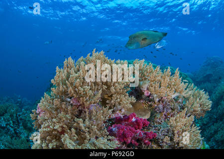 Napoleon or humphead wrasse (Cheilinus undulatus) accompanied by a bluefin trevally (Caranx melampygus) swimming over reef with soft coral in foregrou Stock Photo